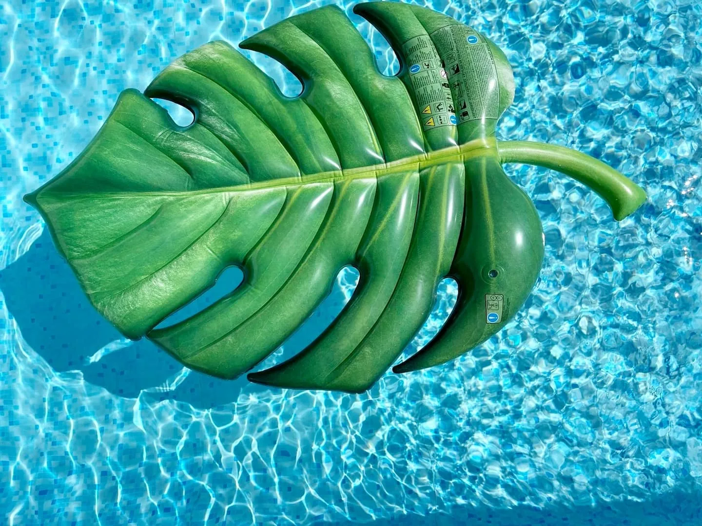 Boia monstera na piscina privada da Lemon House Góis